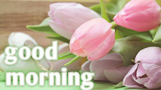 Beautiful flowers images for Good morning for whatsapp in hindi