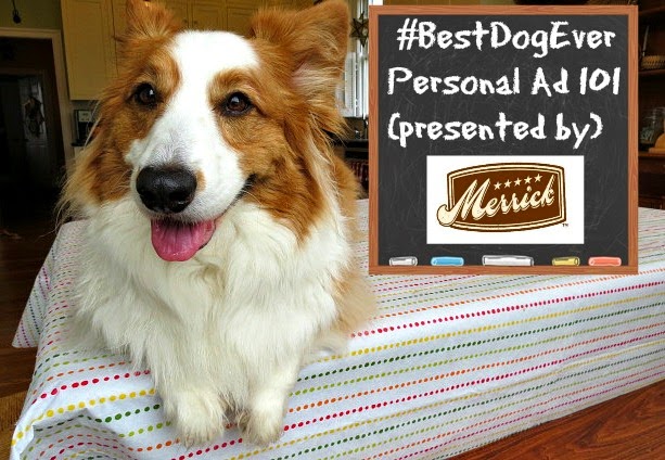 Best Tasting Dog Food For Puppies Best Tasting Dog Food For Puppies