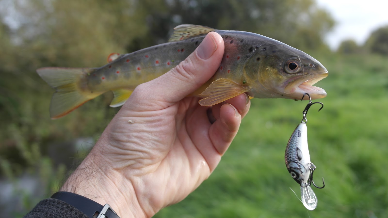 Piscatorial Quagswagging The Tiny River Alne Dew Beaters and Dial Plates