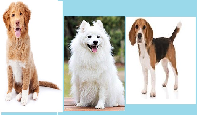 Essays on dogs