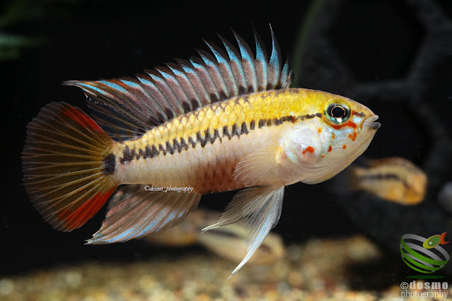 Apistogramma sp. D25