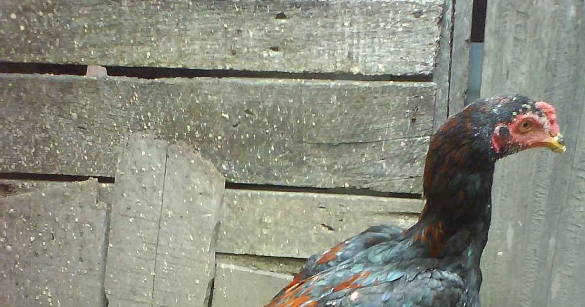 35+ Gambar Ayam Bangkok Usia 4 Bulan, Koleksi Spesial!