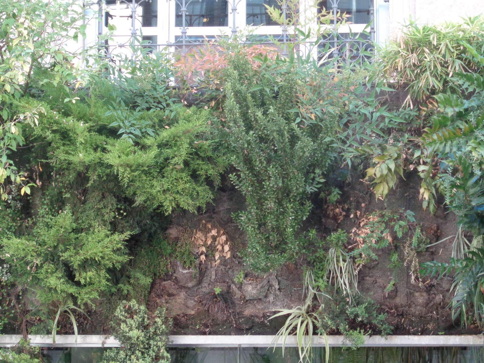 Giardino con pietre bianche. download bello giardino tropicale con ... Giardini con pietre bianche