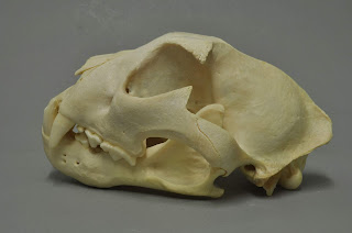 Kar leoparı kafatası Wiesbaden Müzesi koleksiyonundan