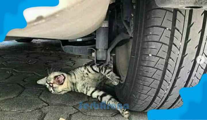 Arti Mimpi Menabrak Kucing Menurut Primbon Jawa Situs Pendidikan Masa Kini Patih Akbar Arti Mimpi Menabrak Kucing Menurut Primbon Jawa Situs Pendidikan Masa Kini Patih Akbar