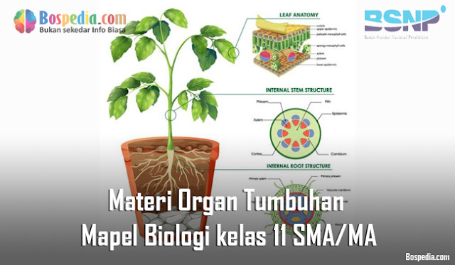 Materi Organ Tumbuhan Mapel Biologi kelas 11 SMA/MA