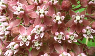 Raised By Wolves: Snapshot Sunday: A Matter of Scale