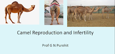 Camelid Reproduction and Infertility