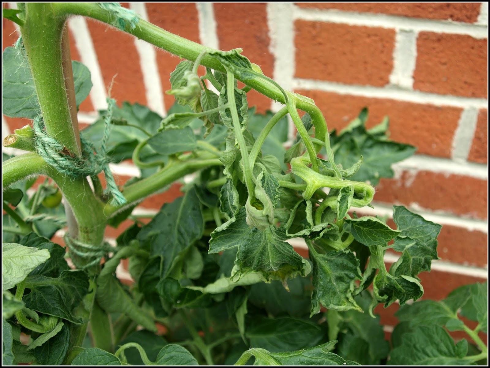Mark's Veg Plot Taking down the tomato vines