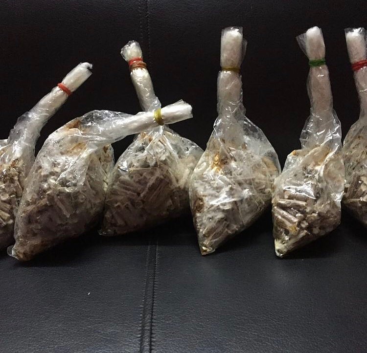 Mushroom spawn in Bangalore Edible & Medicinal mushroom spawns