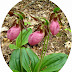 The Lady Slipper: Spring's Beautiful Maidens