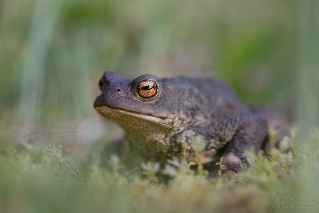 Bufo bufo - Common Toad