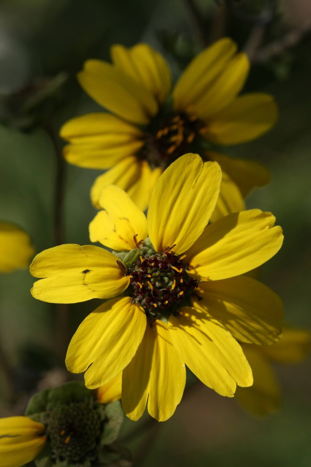 Native Florida Wildflowers Florida Greeneyes Berlandiera subacaulis