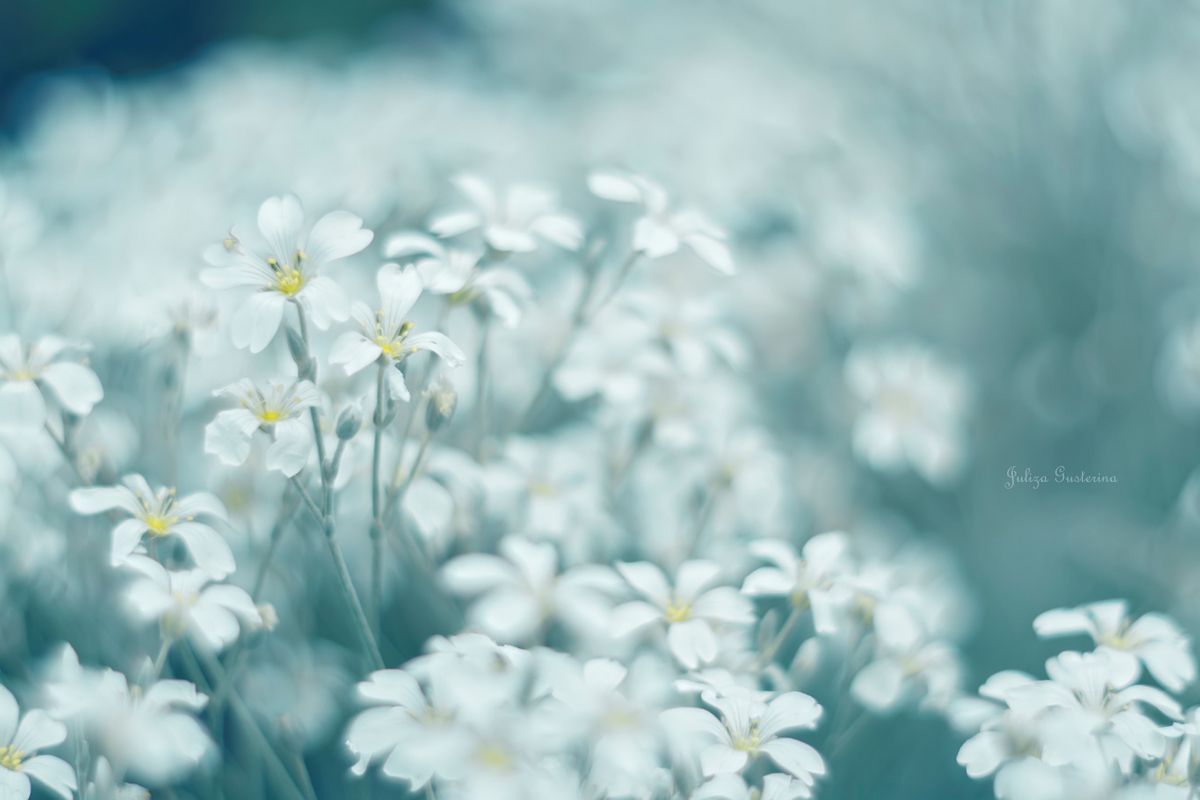 06Belen Florecillas Blancas