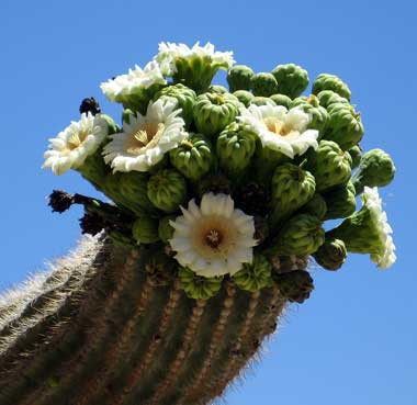 Saguaro Cactus