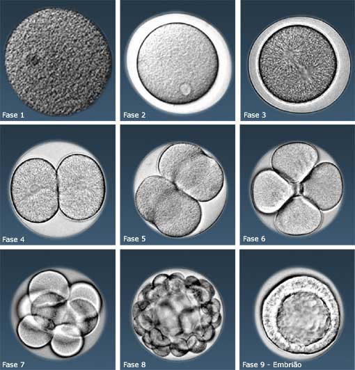 Células tronco: Classificação das células tronco