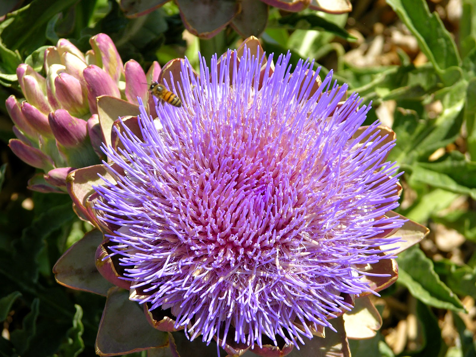 High Desert Gardener Artichokes Beautiful Flowers, Tasty Vegetables