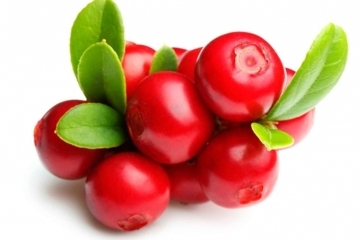 Bearberry (クマコケモモ)