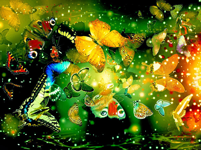 16728-Beautiful Butterflies Animal HD Wallpaperz