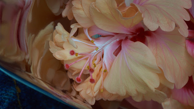 double blossom hibiscus in gravy bowl close-up fine art