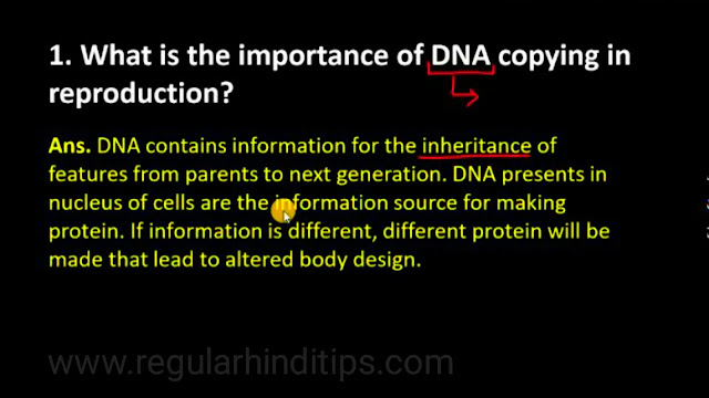What is the importance of Dna copying in reproduction?