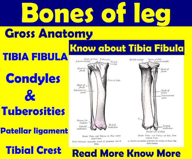 Bones of leg - Tibia Fibula - Gross Anatomy