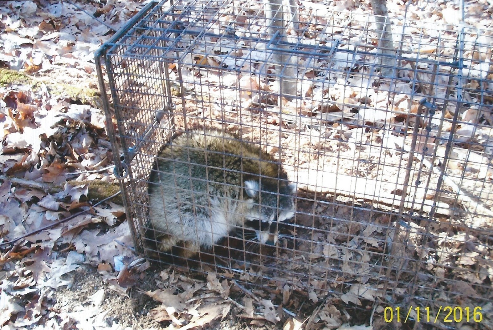 Comstock Cage Traps, In Action on the Line Another Bobcat in a