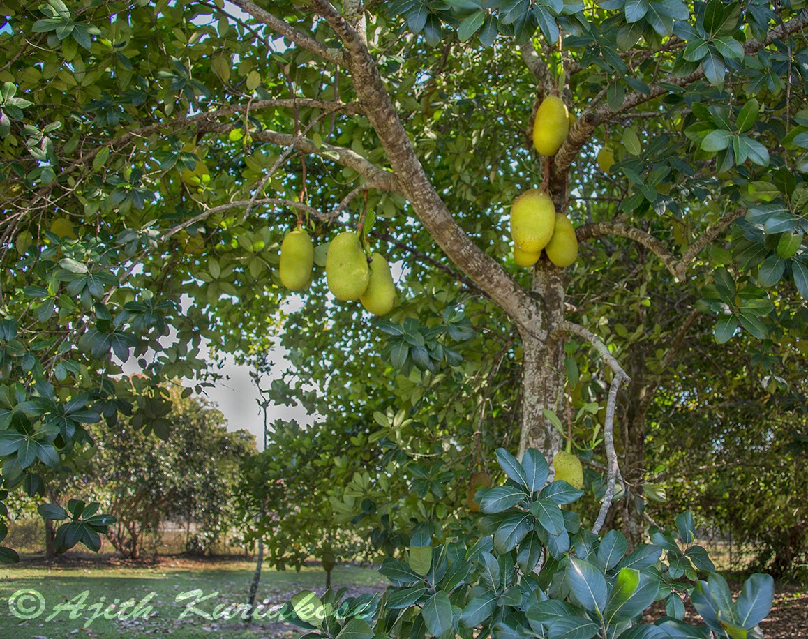 Another View Jack Fruit Tree, Fruit and Spice Park Miami