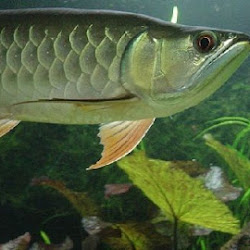 Harga Aquarium Untuk Ikan Arwana Infoikan Com