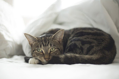 alt="gato sobre una cama mullida y suave"