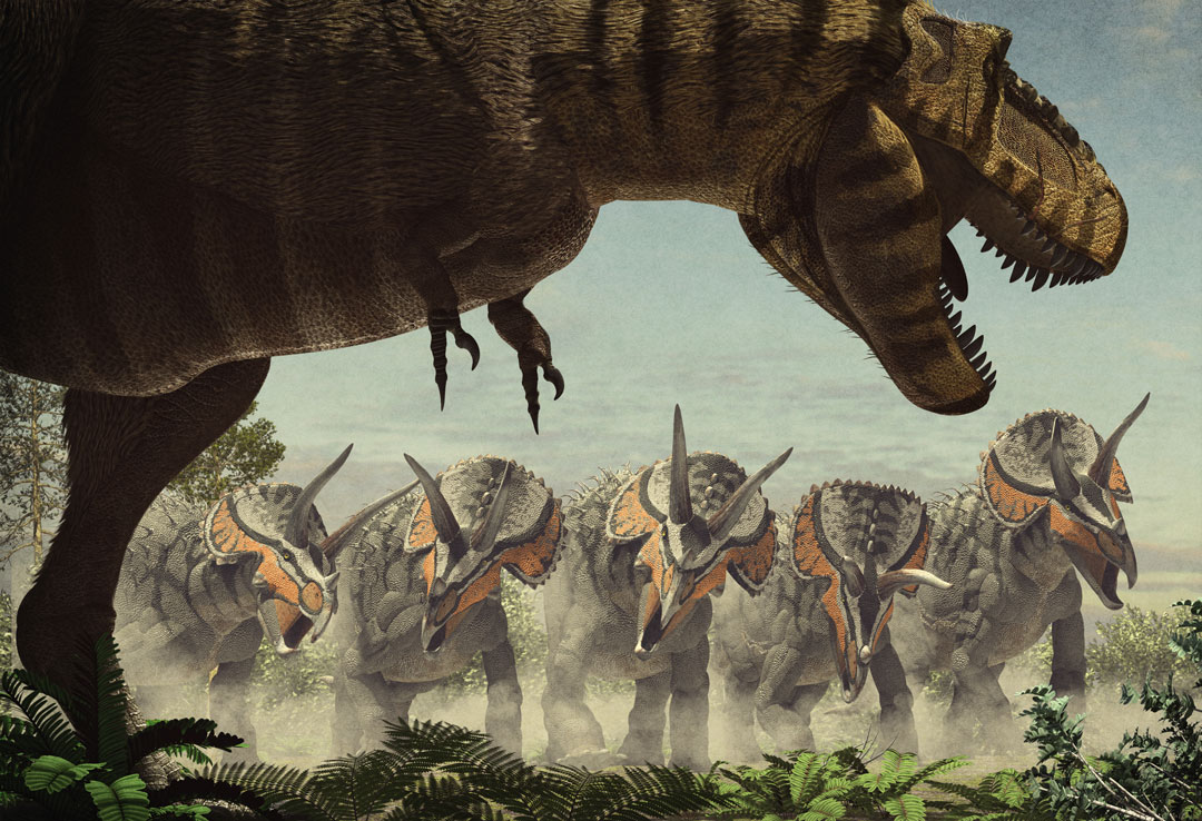 Dinosaur battle. Тираннозавр и Трицератопс. Tyrannosaurus vs Triceratops. Трицератопс и рекс. Трицератопс битва.