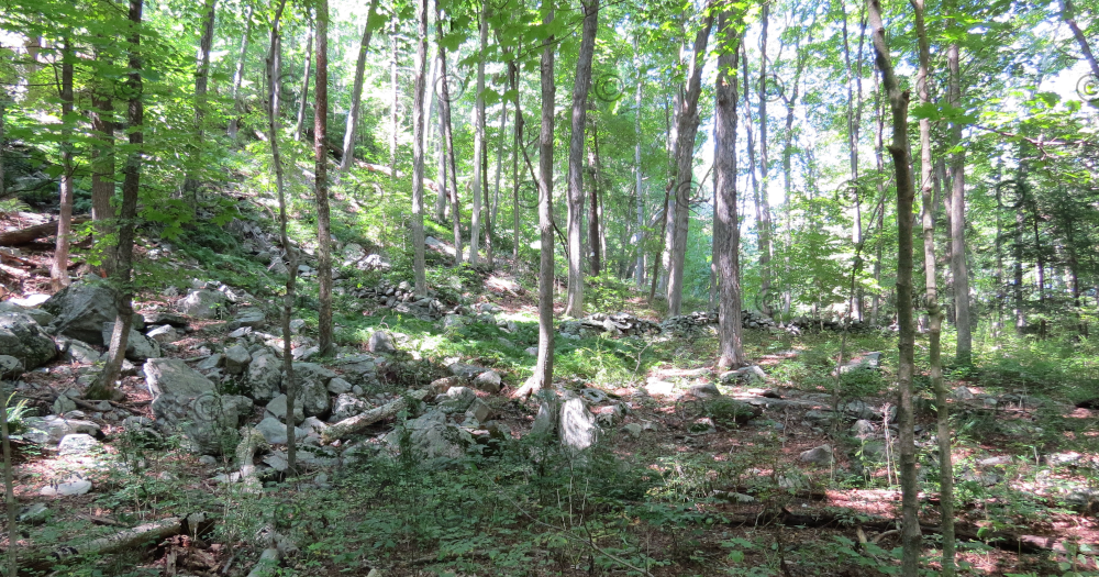 Anne's Creative Cornucopia Trout Brook Valley Preserve / Be Bear Aware