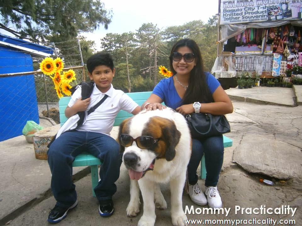 St Bernard Dog Baguio