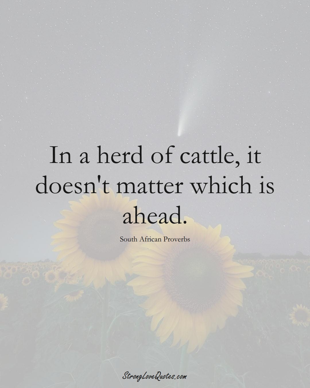 In a herd of cattle, it doesn't matter which is ahead. (South African Sayings);  #AfricanSayings