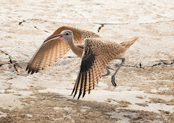 billed curlew juvenile abruptly decided changed longer mind stay place his