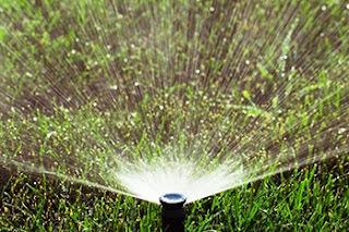 When Should I Water My Lawn
