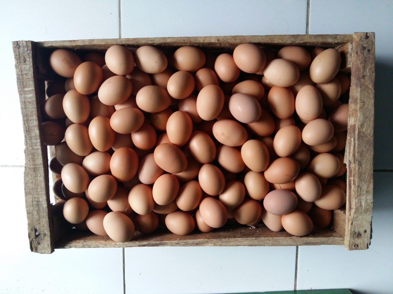 Harga Telor 1 Peti 2016 Belajar