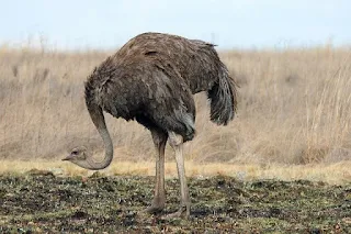 النعامة Ostrich