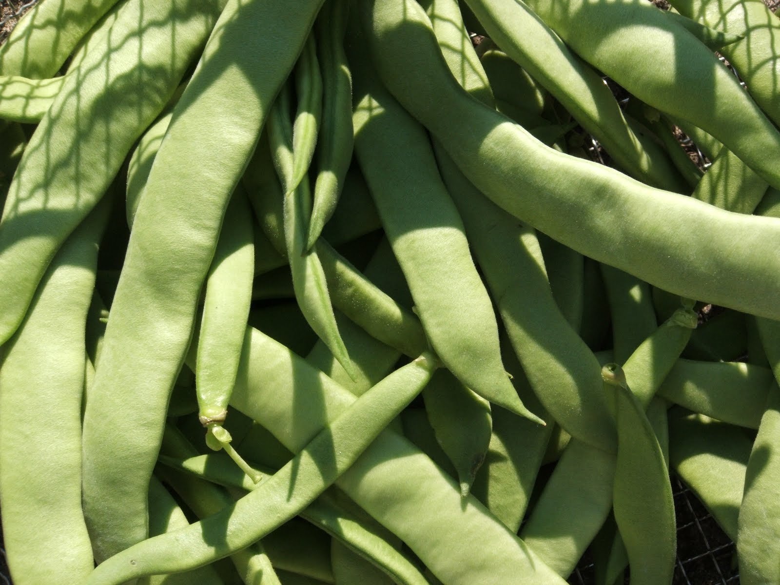 God's Growing Garden Italian Romano Beans