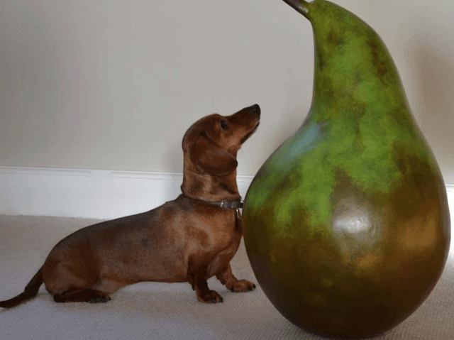 Can Dogs Eat Pear? Is Pear Safe For Dogs?