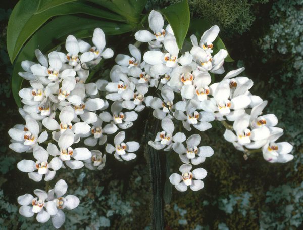 Wwe Wrestlers Profile: Florida State Flower Orange Blossom Gallery Wwe Wrestlers Profile: Florida State Flower Orange Blossom Gallery