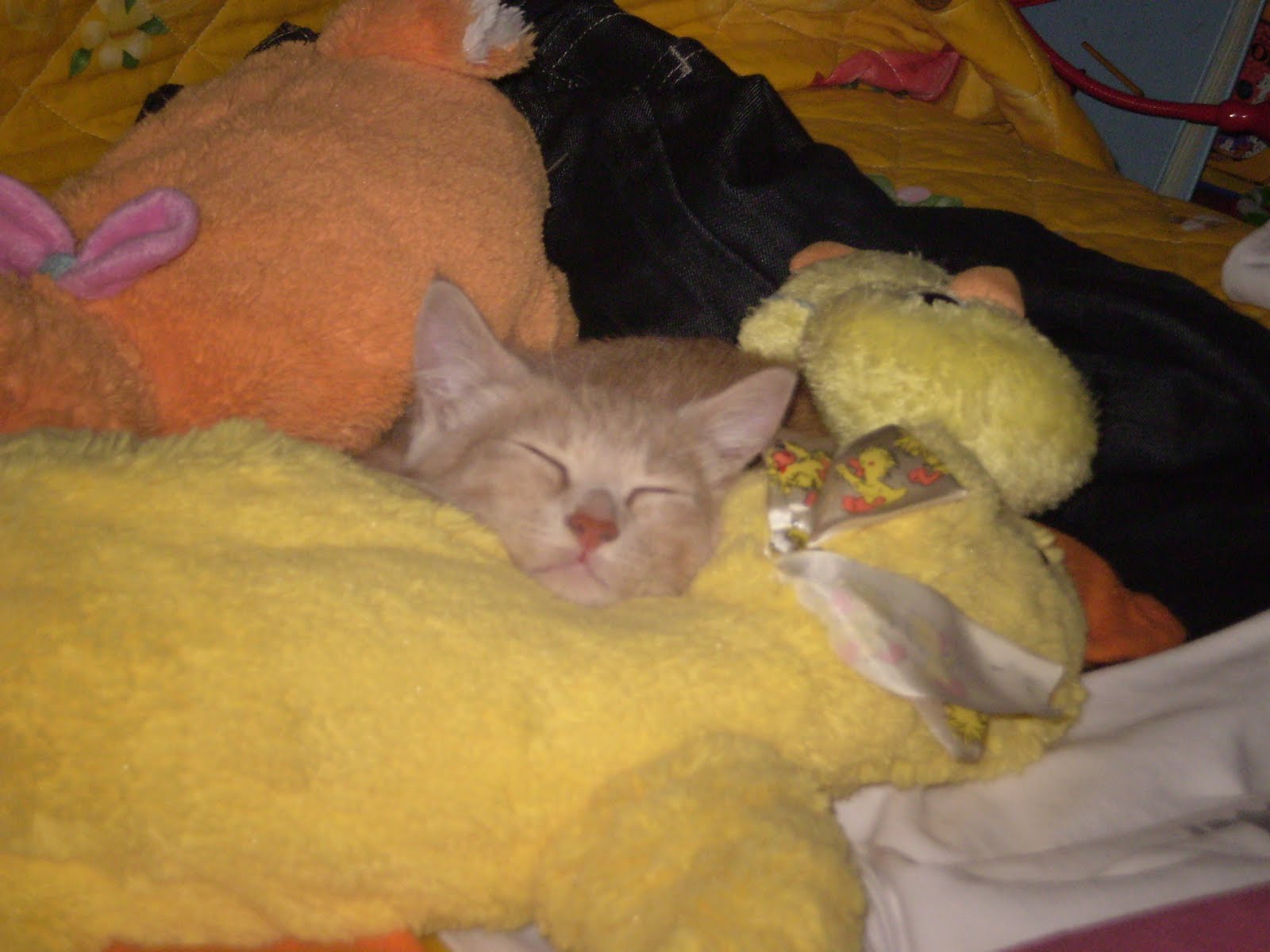 Il Gatto Dorme Sopra Di Me