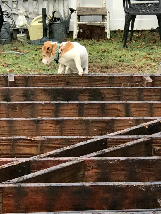 dog and old decking