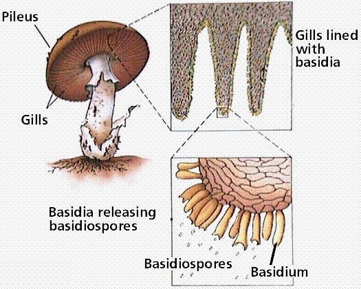 Soal biologi fungi