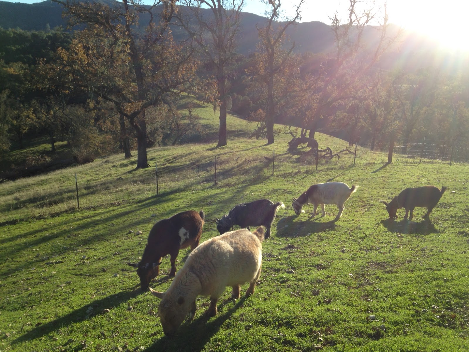 SLO Yarns: SLO Winter