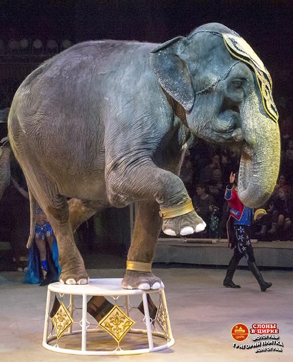 Цирк слонов билеты. Слоны в цирке. Цирк со слонами. Знаменитый цирковой слон. Слоны в цирке Волгоград цирке.