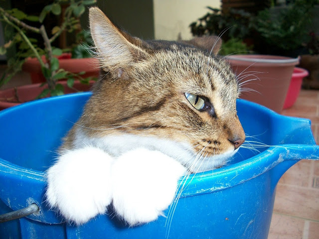Grooming Kucing dan Anjing