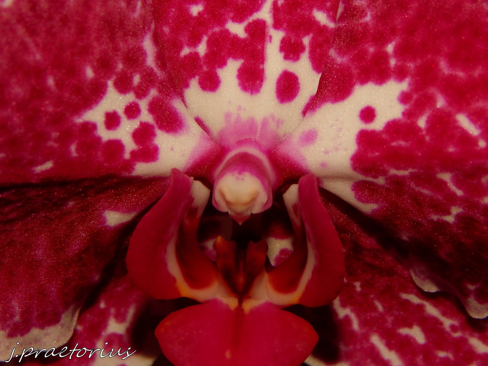 fotowelt der JP Phalaenopsis