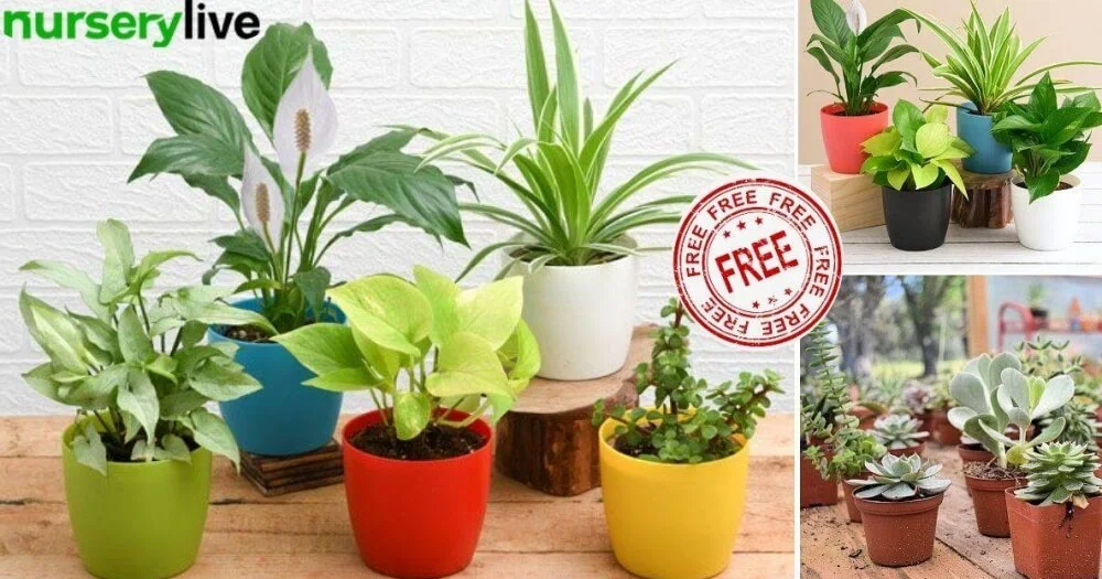 Free Indoor Plants Online refer and earn