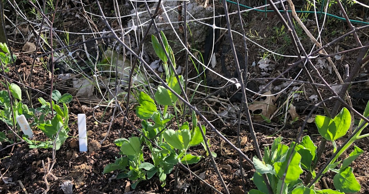 Spring Creek Dahlias Blog